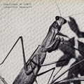 COURTNEY BARNETT 'CREATURE OF HABIT' LP - CARAMEL