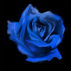 CURRENT JOYS 'ROSEBUD' LP