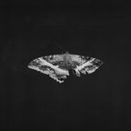 KENDRICK LAMAR 'TO PIMP A BUTTERFLY' 10TH ANNIVERSARY EDITION 2LP - ALTERNATE ARTWORK