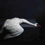 AMENRA 'MASS VI'  2LP - IMPORT